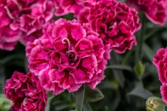 GFB-DIANTHUS-CONSTANT-BEAUTY-CRUSH-ROSE