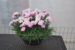 GFB-DIANTHUS-CONSTANT-BEAUTY-PINK