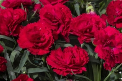 GFB-DIANTHUS-CONSTANT-BEAUTY-RED