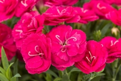 GFB-DIANTHUS-CONSTANT-CADENCE-CHERRY