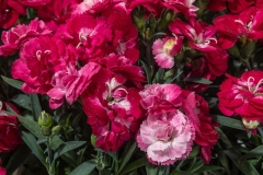GFB-DIANTHUS-CONSTANT-CADENCE-MILK-CHERRY