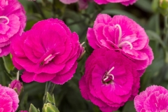 GFB-DIANTHUS-CONSTANT-CADENCE-RASPBERRY