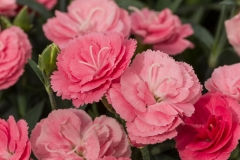 GFB-DIANTHUS-CONSTANT-CADENCE-SALMON