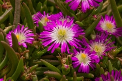 GFB-Delosperma-Delmara-Pink-Silver