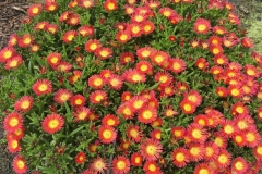 GFB-Delosperma-Delmara-Red