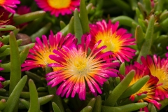 GFB-Delosperma-Red-Gold