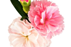 GFB-Dianthus-Cadence-Peach-Milk-Stem