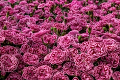 GFB-Dianthus-Constant-Beauty-Crush-Cherry