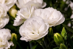 GFB-Dianthus-Constant-Cadence-White