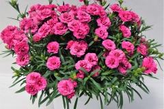 GFB-Dianthus-Crush-Watermelon
