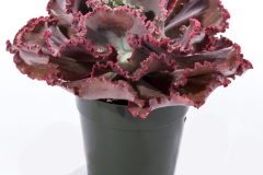 GFB-ECHEVERIA-CORAL-REAF-RED