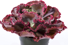 GFB-ECHEVERIA-CORAL-REEF-RED