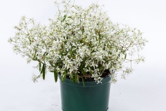 GFB-EUPHORBIA-CHRYSTAL-WHITE