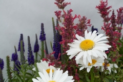 GFB-FIRST-LIGHT-COMPATIBLES-STARS-AND-STRIPES