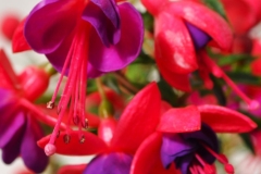 GFB-FUCHSIA-WC-BASKET-ROSE-PURPLE