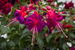 GFB-FUCHSIA-WINDCHIMES-BASKET-DBL-DARKEYES