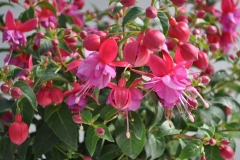 GFB-FUCHSIA-WINDCHIMES-BASKET-DBL-PINK-LILAC