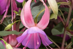 GFB-FUCHSIA-WINDCHIMES-BASKET-PINK-LILAC