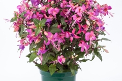 GFB-FUCHSIA-WINDCHIMES-UPRIGHT-LILAC-ROSE-02