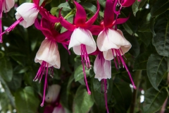 GFB-FUCHSIA-WINDCHIMES-UPRIGHT-NEON-WHITE