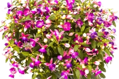 GFB-FUCHSIA-WINDCHIMES-UPRIGHT-PINK-LILAC
