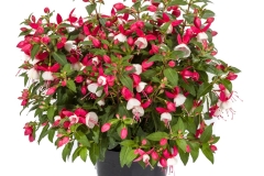 GFB-FUCHSIA-WINDCHIMES-UPRIGHT-RED-WHITE-1