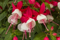 GFB-FUCHSIA-WINDCHIMES-UPRIGHT-RED-WHITE