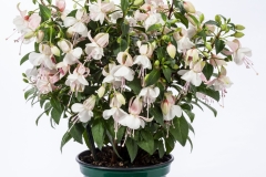 GFB-FUCHSIA-WINDCHIMES-UPRIGHT-WHITE-WHITE
