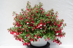 GFB-Fuchsia-Basket-Red-White