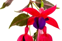GFB-Fuchsia-Dark-Eyes-35-of