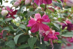 GFB-Fuchsia-Double-Rose-Violet