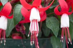 GFB-Fuchsia-Red-White-Vein
