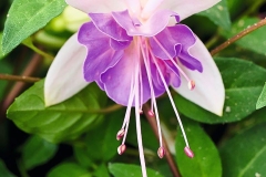 GFB-Fuchsia-Windchimes-Basket-Double-White-Blue