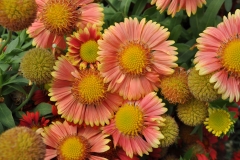 GFB-GAILLARDIA-DBL-2-SEEDLING