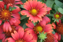 GFB-GAILLARDIA-LUNAR-BLOOD-MOON