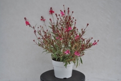 GFB-GAURA-BANTAM-IRIS-MAR