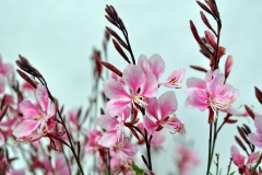 GFB-GAURA-BANTAM-PINK