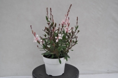 GFB-GAURA-BANTAM-WHITE-MAR