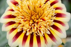 GFB-GAZANIA-Burgundy-STRIPE