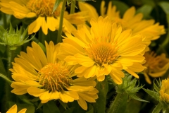 GFB-Gaillardia-Honey-Moon