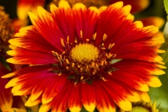GFB-Gaillardia-Lunar-Eclipse