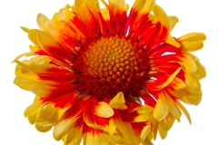 GFB-Gaillardia-Lunar-Harvest-Moon