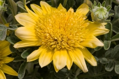 GFB-Gazania-Sterling-Silver-Gold
