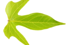 GFB-Georgia-Light-Green-Leaf