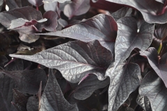 GFB-IPOMOEA-SWT-GA-BLACK-MAPLE
