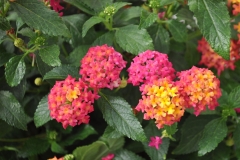 GFB-LANTANA-FUEGO-ROSE