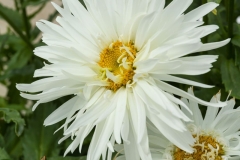 GFB-Leucanthemum-Whiskers-White