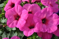 GFB-PET-GP-ROSE