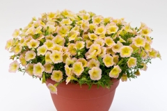GFB-PETUNIA-BLANKET-LEMON-GLOW