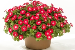 GFB-PETUNIA-BLANKET-RED